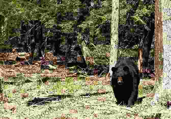 A Black Bear Emerges From The Dense Undergrowth Tales From Misery Ridge: One Man S Adventures In The Great Outdoors