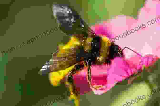 A Close Up Of A Bee On A Flower, With The Caption 'Bees: Nature's Unsung Heroes' The Buzzzzz Rag: The Premier Issue Volume 1 Issue 1