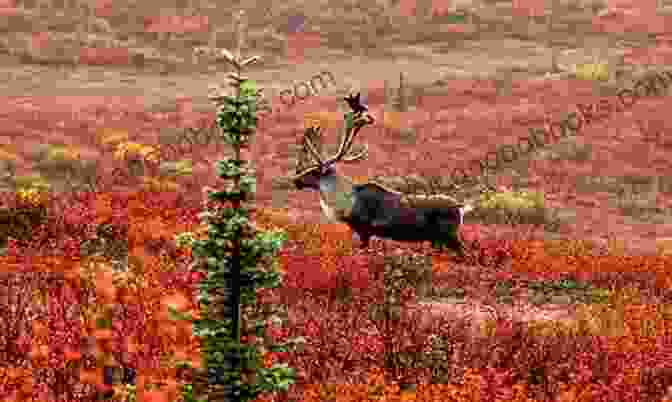 A Group Of Caribou Conservationists Discuss Their Work. Gamed (Minnesota Caribou 4) Colleen Charles