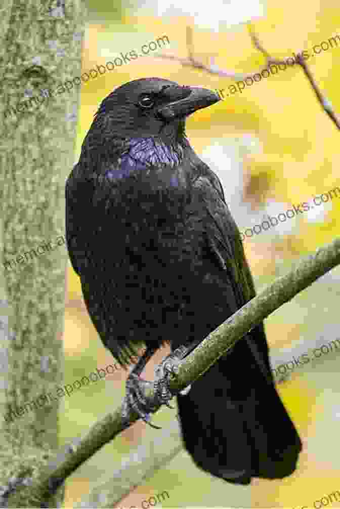 A Group Of Crows Perched On A Tree Branch Choir Of Crows A (An Owen Archer Mystery 12)