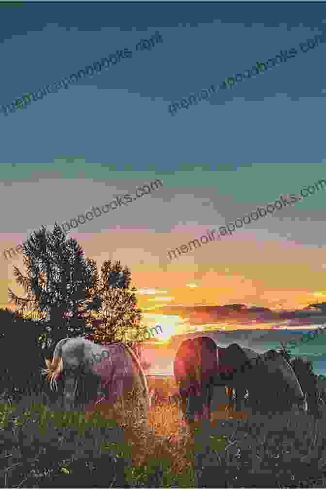 A Herd Of Horses Grazing Peacefully In A Field As The Sun Sets, Casting A Warm Golden Glow Horses Are Stars Tom Thelen