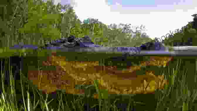 A Lone Alligator Basking In The Sun On The Shores Of Lake Okeechobee, Everglades National Park, Florida Forests Alligators Battlefields: My Journey Through The National Parks Of The South