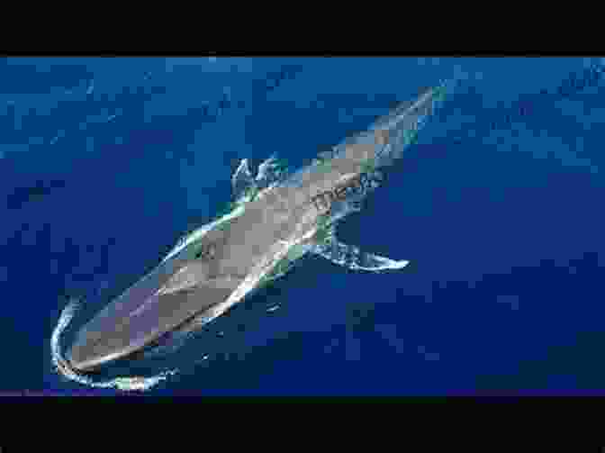 A Majestic Blue Whale Breaching The Ocean's Surface Oceans (Ecosystem) Jamie Ford