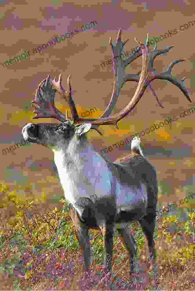 A Majestic Caribou Standing Amidst A Serene Minnesota Landscape Checked (Minnesota Caribou 3) Colleen Charles