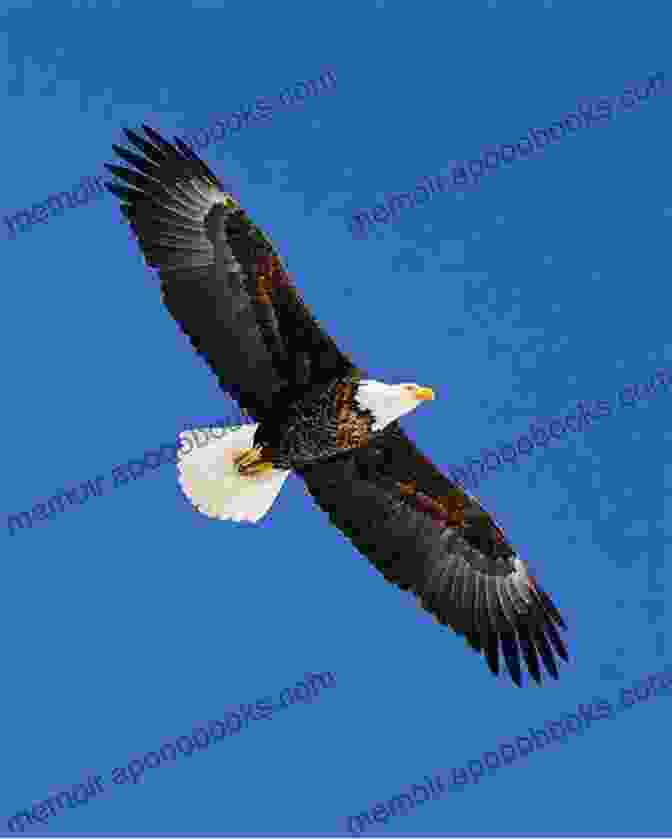 A Majestic Eagle Soars Through The Clear Blue Sky, Its Piercing Gaze Surveying The Land Below. Classification Of Animals Vol 2 : Mammals Birds Reptiles And Amphibians And Fish Animal For Kids Junior Scholars Edition Children S Animals