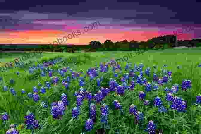 A Panoramic View Of The Texas Hill Country, With Rolling Hills And Wildflowers In Bloom A Soldier S Dare (The Fortunes Of Texas: The Wedding Gift 2)