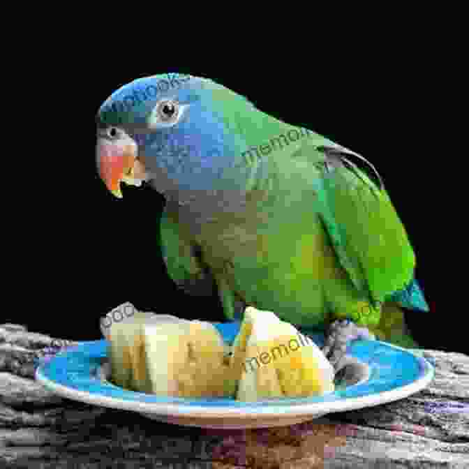 A Photo Of Jeanna Newmerzyckyj Lovingly Holding Her Conure Companion, Brat. My Conure Brat Jeanna Newmerzyckyj