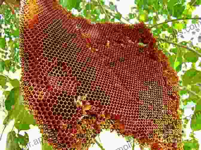 A Photograph Of A Beehive, With The Caption 'Inside The Hive: Uncovering Bee Society' The Buzzzzz Rag: The Premier Issue Volume 1 Issue 1