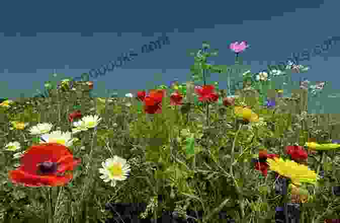 A Photograph Of A Field Of Wildflowers, With The Caption 'The Buzz On Sustainability' The Buzzzzz Rag: The Premier Issue Volume 1 Issue 1