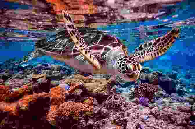 A Sea Turtle Swims Gracefully Through A Pristine Coral Reef, Highlighting The Importance Of Marine Conservation. A Scientist At The Seashore (Dover Science Books)