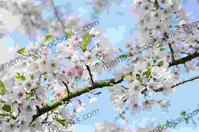 A Stunning Image Of A Cherry Blossom Tree In Full Bloom, Its Delicate Petals Cascading Down Like A Gentle Waterfall, Symbolizing The Beauty And Fragility Of Life. Cherry Blossoms Sushi And Takarazuka Seven Years In Japan