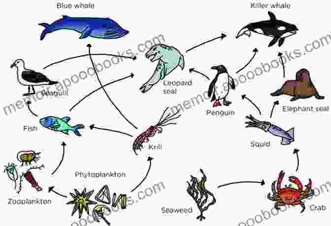 A Vibrant Food Web Depicts The Interconnected Relationships Between Marine Creatures, From Plankton To Predators. A Scientist At The Seashore (Dover Science Books)