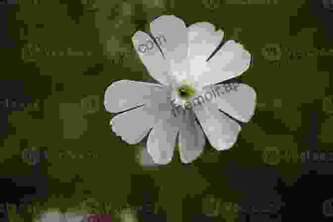 Close Up Of White Campion Flower Against Blurred Background White Campion Donald Revell