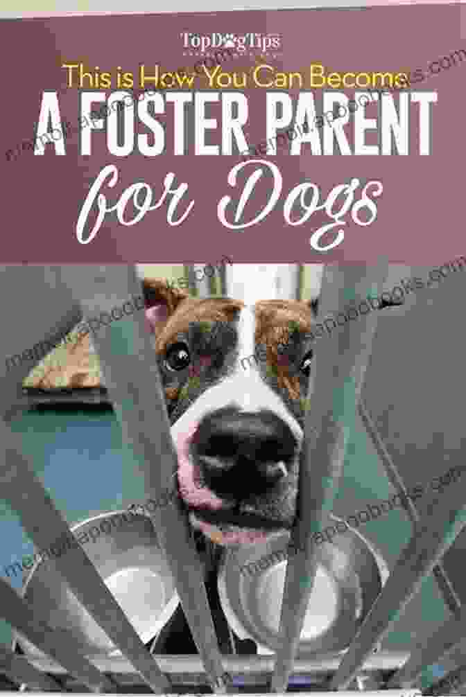 Cover Image Of The Book 'Always Next One' Featuring A Dog And A Foster Parent Always A Next One (true Stories Of Dog Fostering)