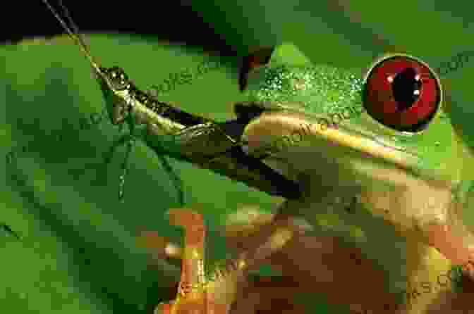 Image Of A Green Tree Frog Eating Crickets From Tweezers Green Tree Frogs Handbook : The Best Guide On Green Tree Frogs Care Feeding Behavior Enclosures Health Costs Myths Interaction And All Covered