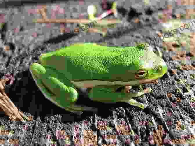 Image Of A Green Tree Frog Habitat With Plants And Water Features Green Tree Frogs Handbook : The Best Guide On Green Tree Frogs Care Feeding Behavior Enclosures Health Costs Myths Interaction And All Covered