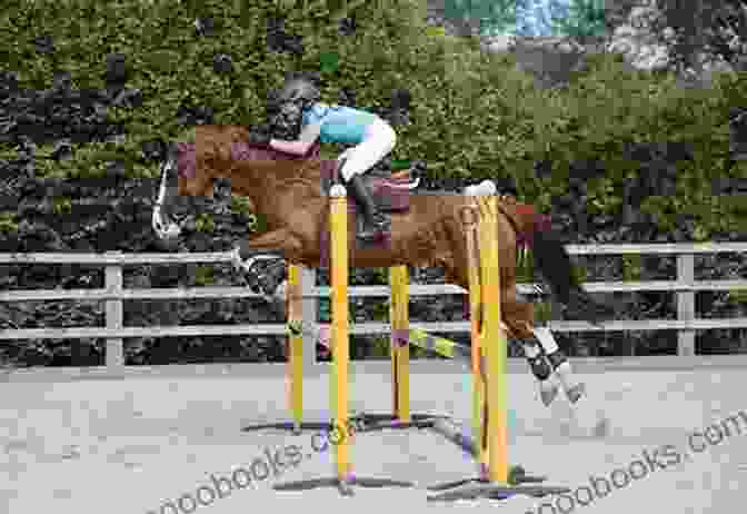 Image Of A Rider Jumping A Fence On A Horse WIN PLACE And SHOW Adolph Barr