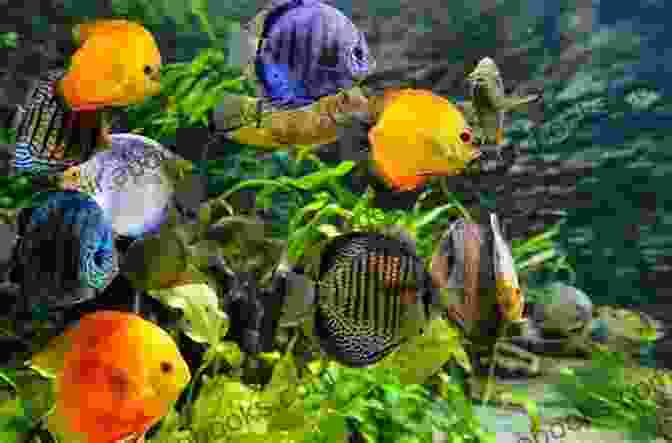 Image Of A Variety Of Colorful Fish Swimming In An Aquarium The Beginner S Guide To A New Aquarium