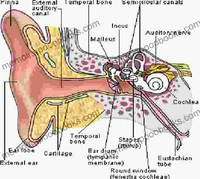 Intricate Illustration Of The Ear Anatomy Diagnosis In Otorhinolaryngology: An Illustrated Guide