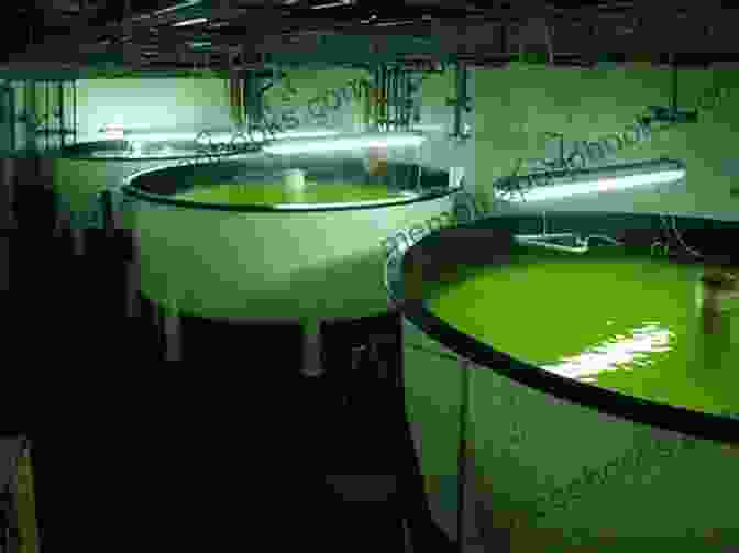 Larval Rearing Tanks And Feeding Practices Success Factors For Fish Larval Production