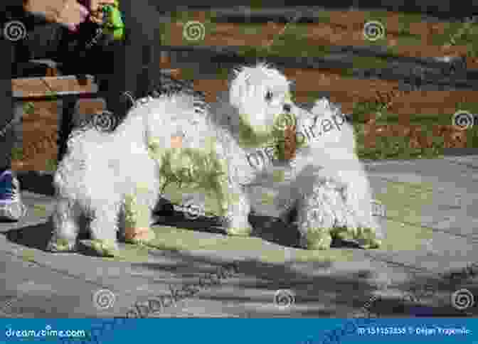 Maltese Dog Playing In The Park Maltese (Animal Planet Dogs 101) Jenny Drastura