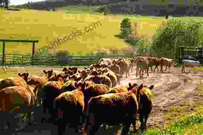 Pioneer Children Herding Livestock On The Canadian Prairies Heavy Burdens On Small Shoulders: The Labour Of Pioneer Children On The Canadian Prairies