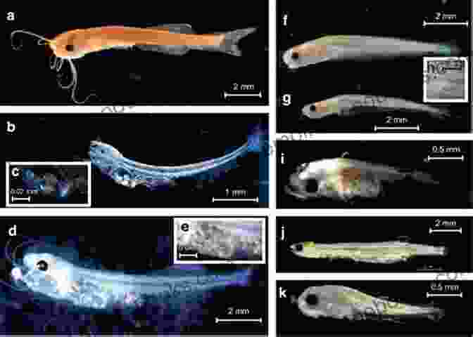 Research And Development In Fish Larval Production Success Factors For Fish Larval Production