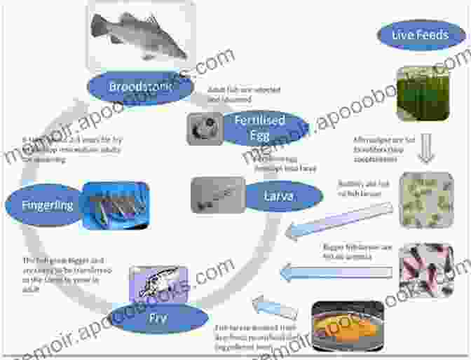 Spawning And Fertilization Process In Fish Hatcheries Success Factors For Fish Larval Production