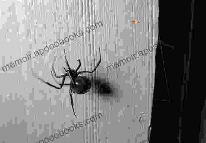 Spider In A Dark Corner This Is Full Of Spiders: Seriously Dude Don T Touch It (John Dies At The End 2)