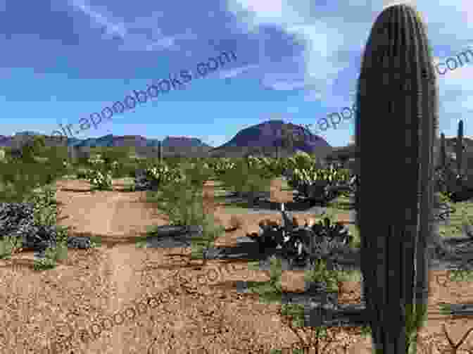 Tucson, Arizona Sonoran Desert Beauty And Cultural Experiences Romantic Escapes In America S Southwest