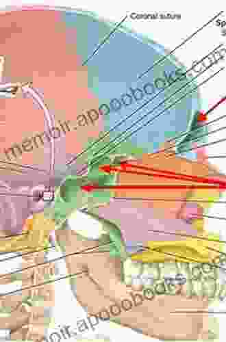 Rhinology: Diseases Of The Nose Sinuses And Skull Base